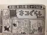 Cover image for Neko-gurashi