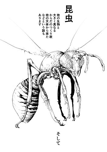 Cover image for Looking Into The Theory Of Insects Coming From Outer Space